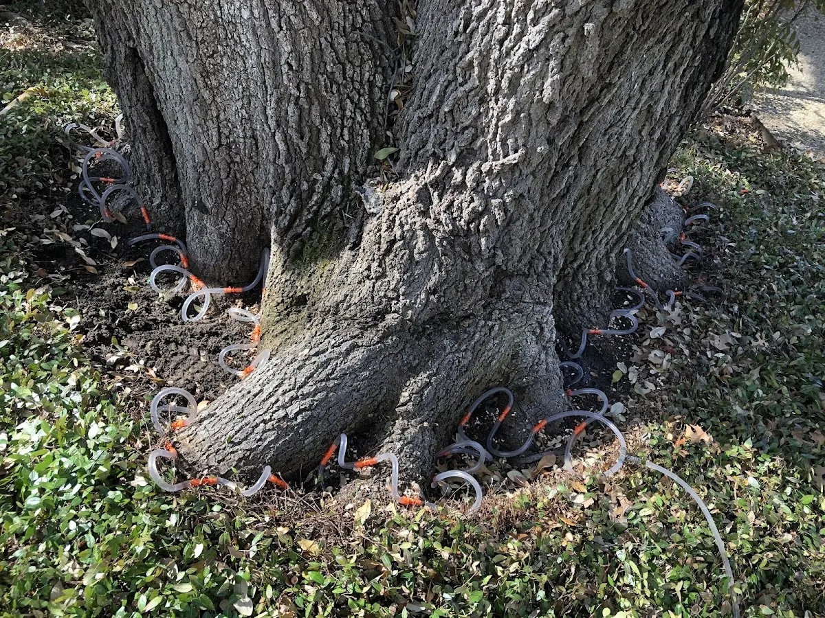 Detailed Tree Cabling and Bracing job site in Suches